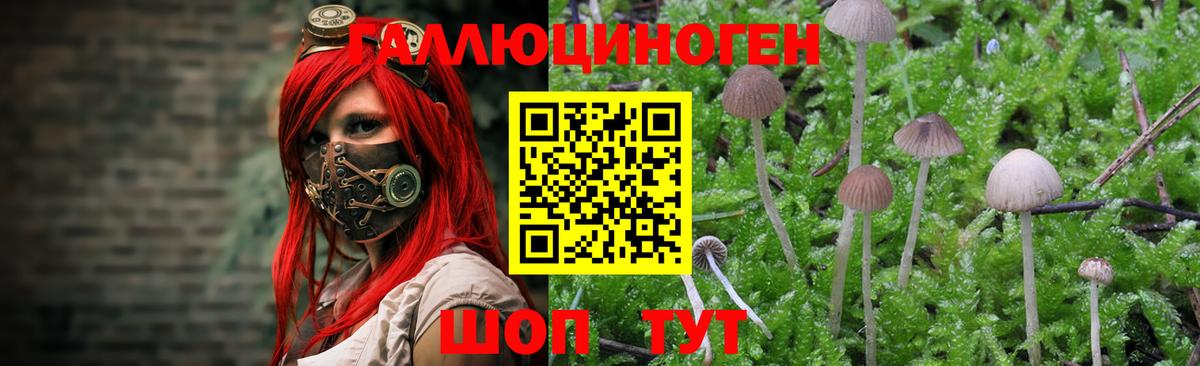 Сосновоборск  Галлюциногенные грибы Magic Shrooms  Вход с VPN 